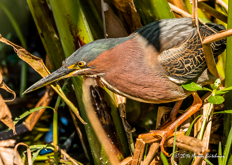 Green Heron_MEX6516.jpg